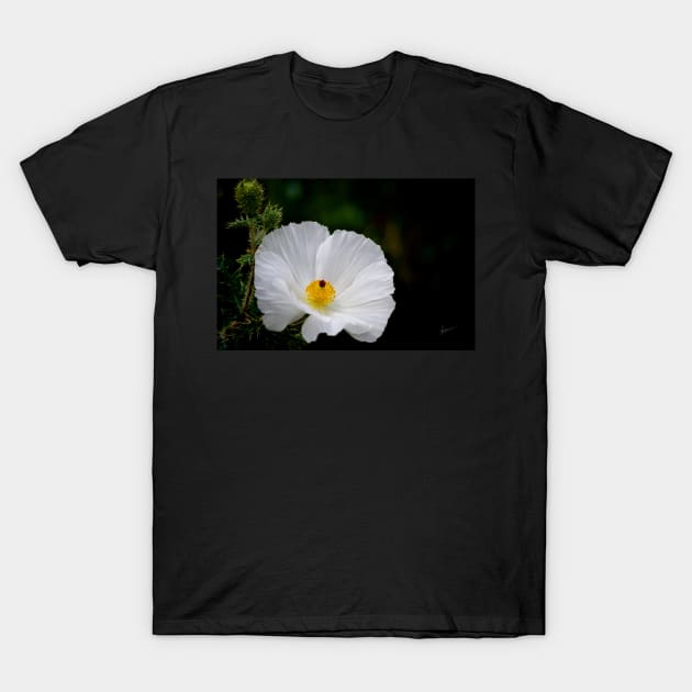 Waiting for You - Mexican Prickly Poppy T-Shirt by VKPelham